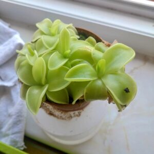 Pinguicula moranensis alba pure white flower