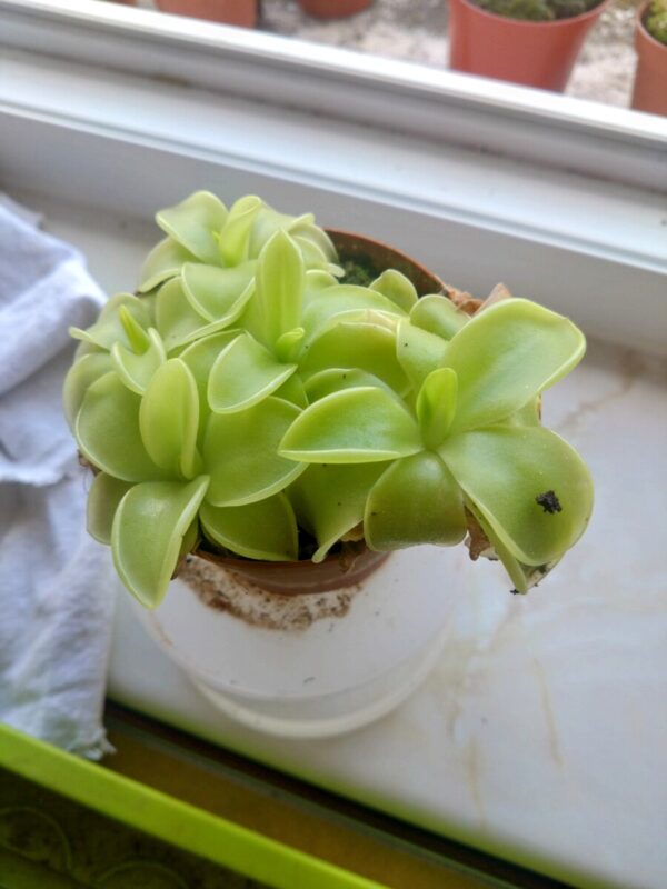 Pinguicula moranensis alba pure white flower