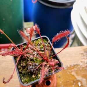 Drosera capensis tamlins red