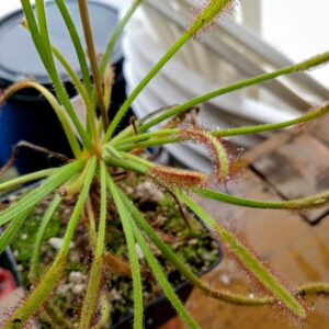 Drosera capensis hairy