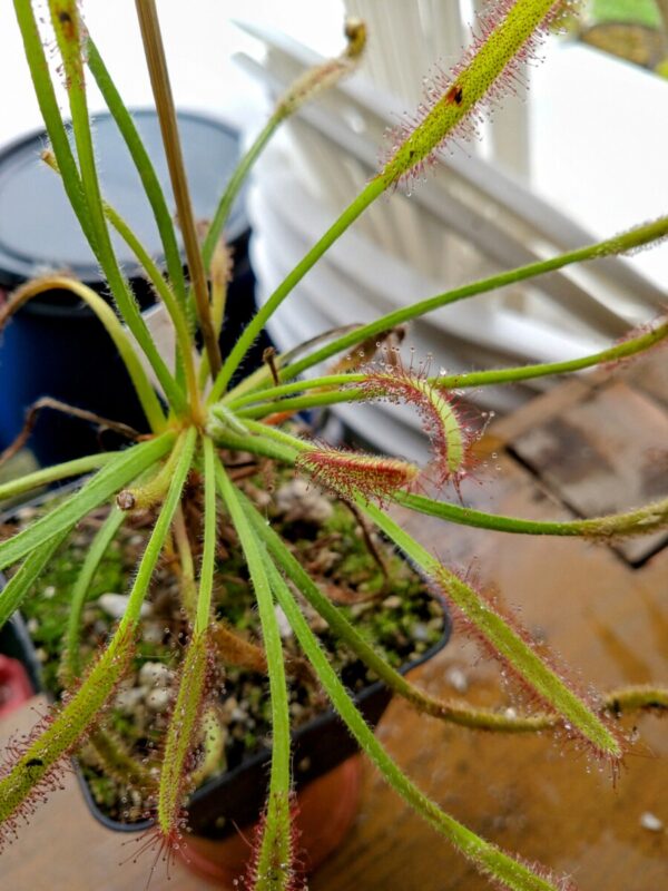 Drosera capensis hairy
