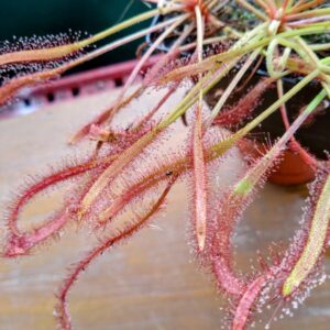 Drosera capensis triffid rose