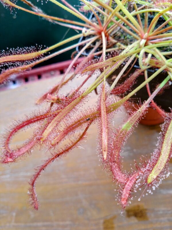 Drosera capensis triffid rose