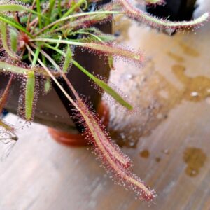 Drosera capensis all red