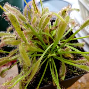 Drosera capensis x intruder