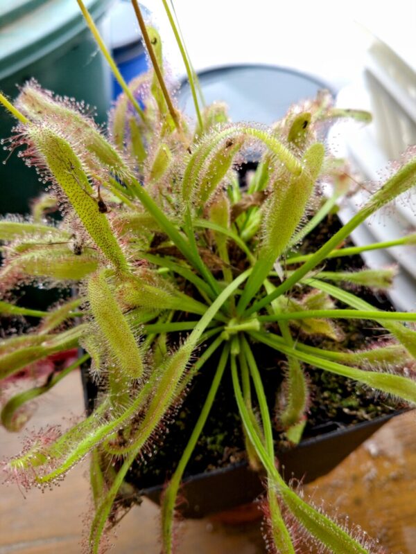 Drosera capensis x intruder
