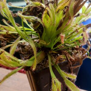 Drosera capensis crested