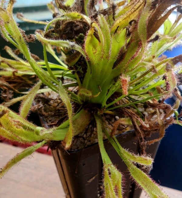 Drosera capensis crested