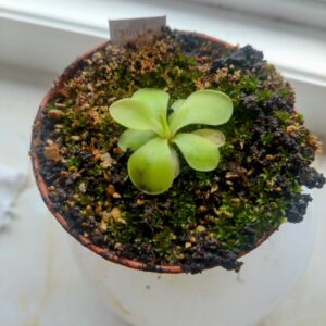 Pinguicula moranensis Guatemala