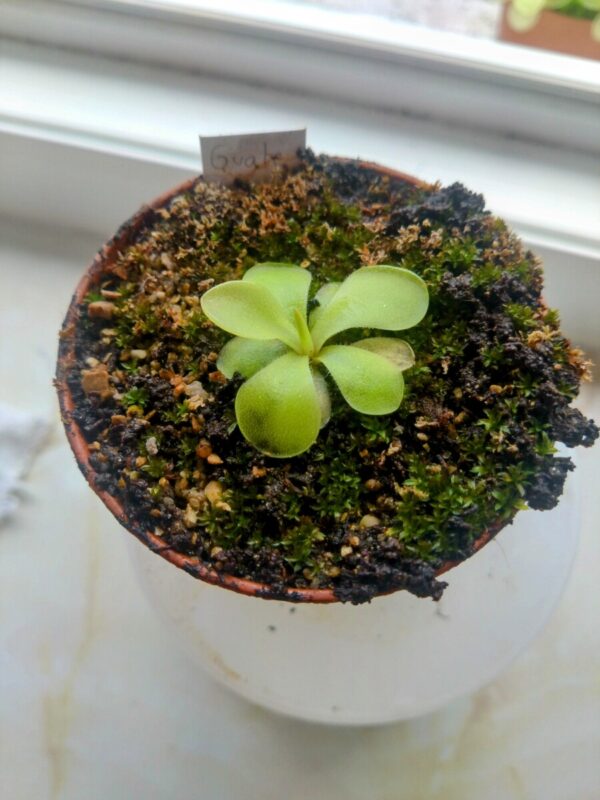 Pinguicula moranensis Guatemala