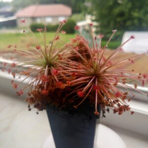 Drosera aff paradoxa