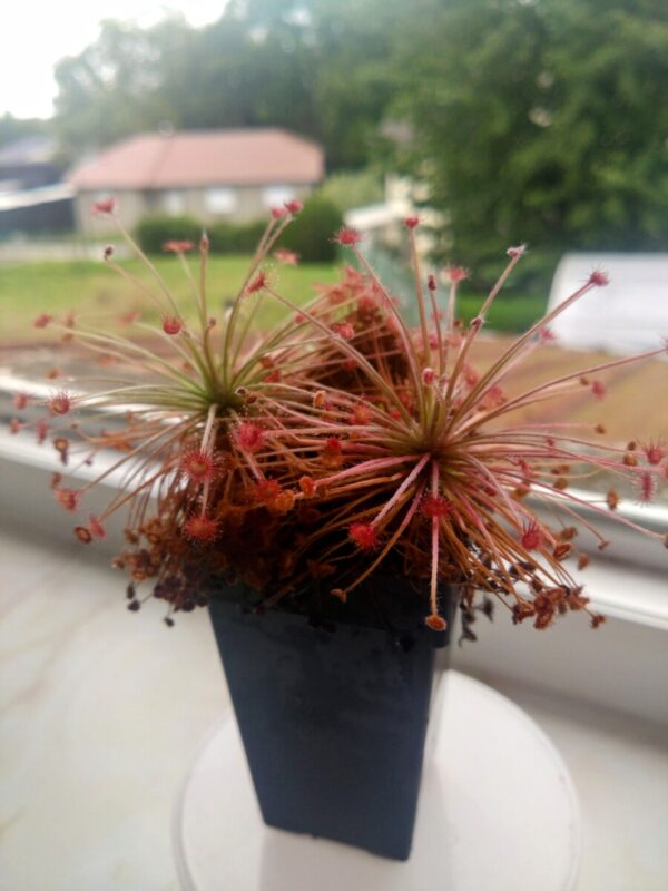 Drosera aff paradoxa