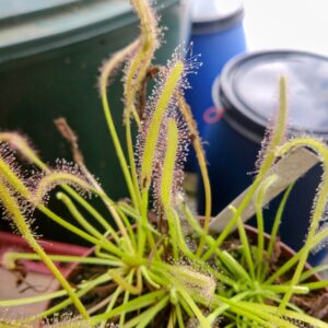 Drosera capensis alba