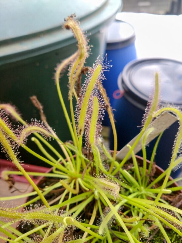 Drosera capensis alba