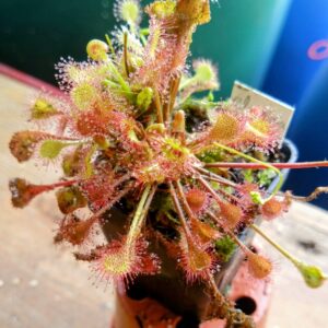 Drosera eloisiana giant