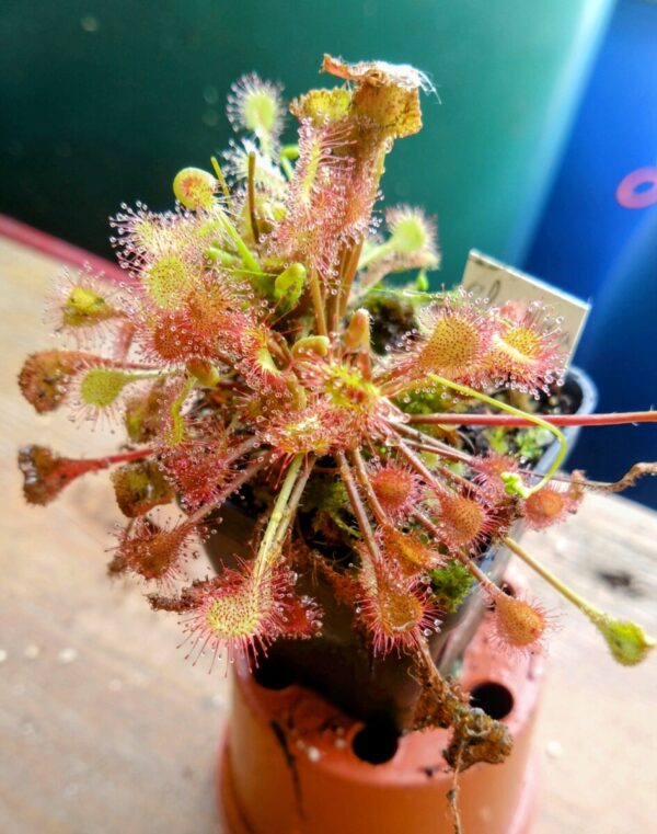Drosera eloisiana giant