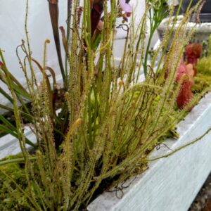 Drosera filiformis