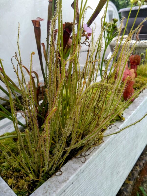 Drosera filiformis