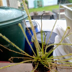 Drosera filiformis var tracyi