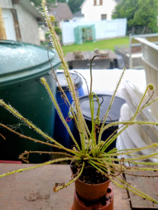 Drosera filiformis var tracyi