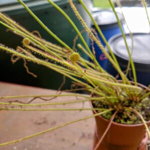 Drosera filiformis canada