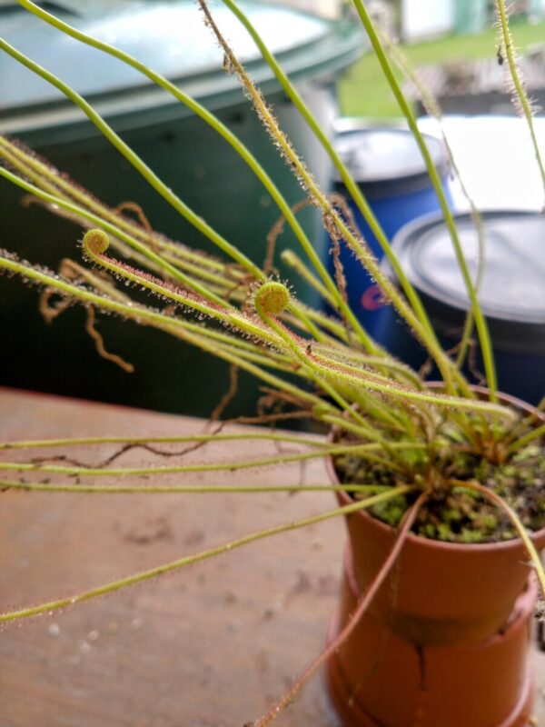 Drosera filiformis canada