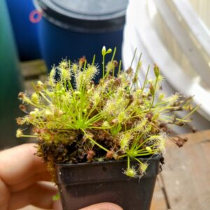 Drosera intermedia green