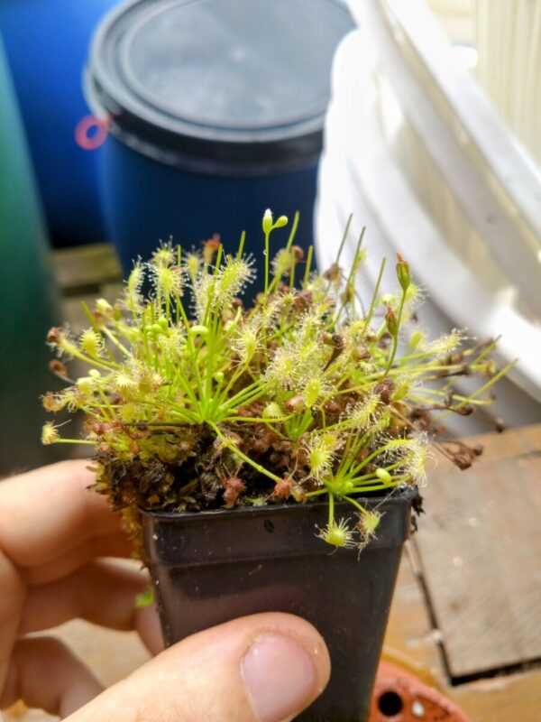 Drosera intermedia green