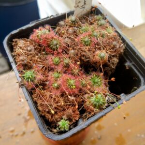Drosera x lake badgerup