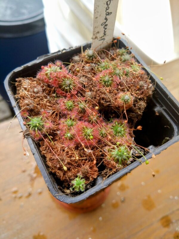 Drosera x lake badgerup