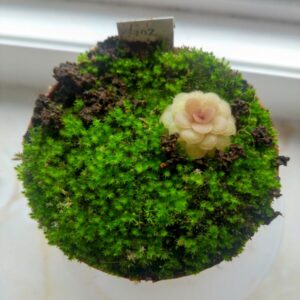 Pinguicula x linz