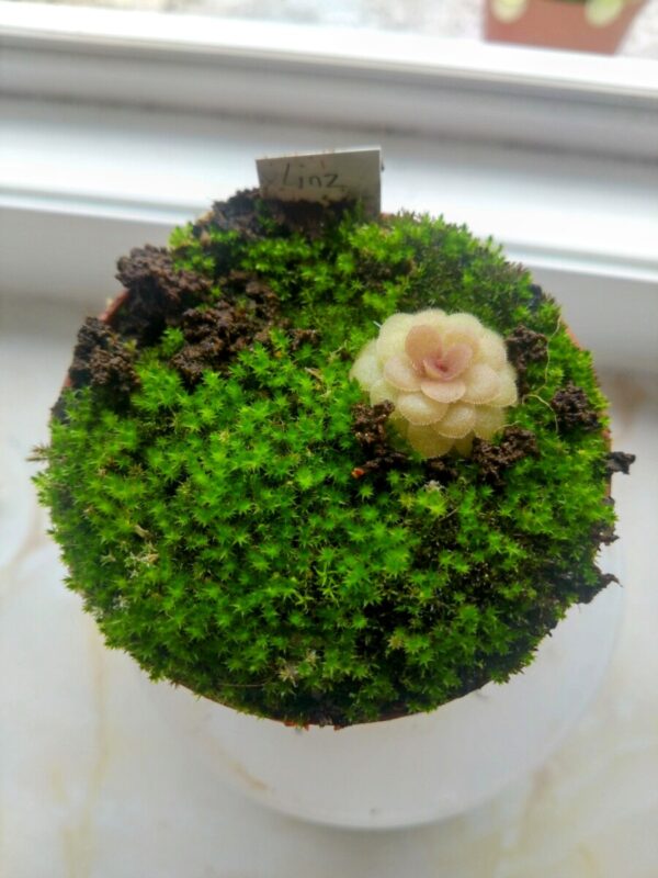 Pinguicula x linz
