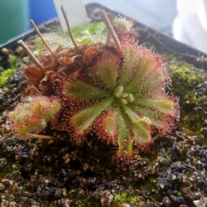 Drosera aliciae
