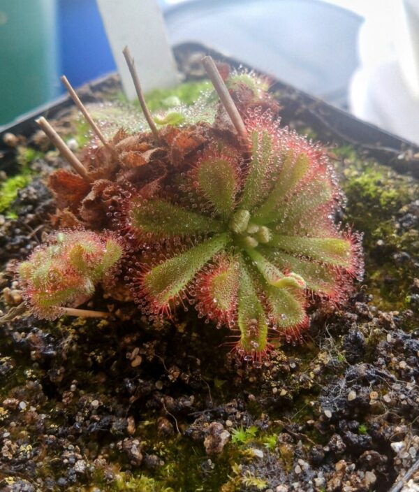 Drosera aliciae