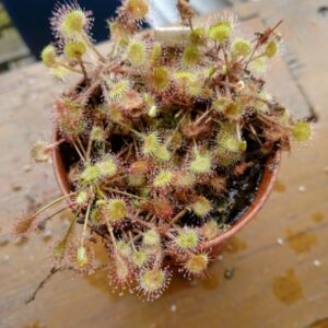 Drosera rotundifolia