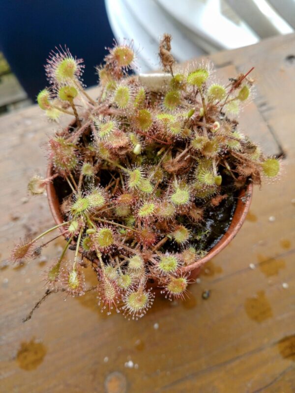 Drosera rotundifolia