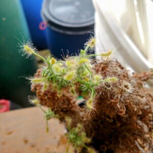 Drosera scorpioides
