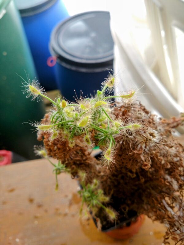 Drosera scorpioides
