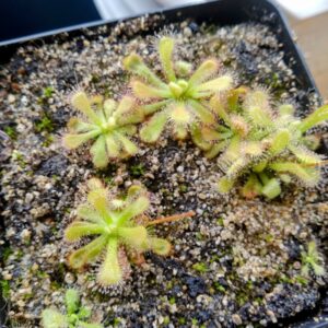 Drosera venusta alba