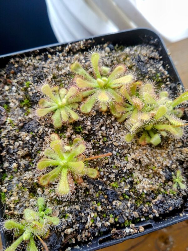 Drosera venusta alba