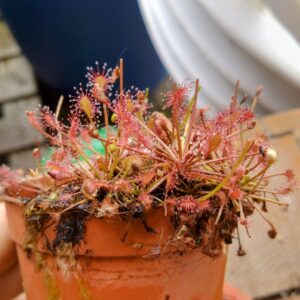Drosera intermedia