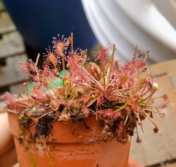 Drosera intermedia