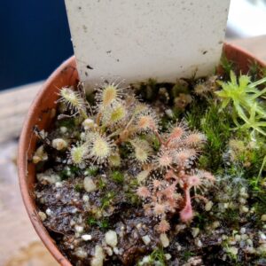 Drosera curvipes