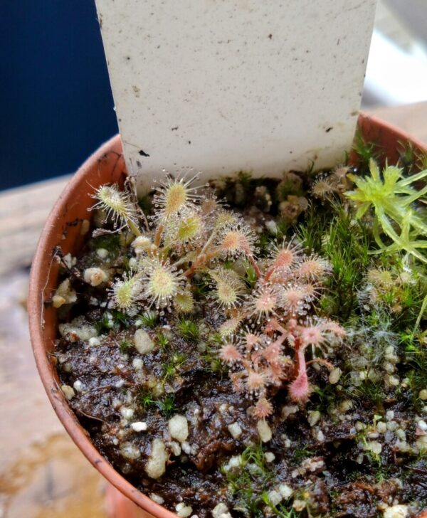 Drosera curvipes