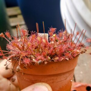 drosera intermedia carolina giant