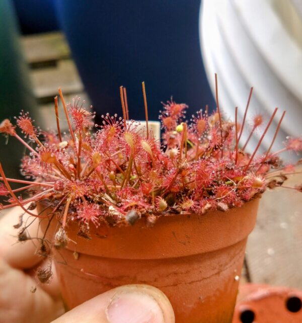 drosera intermedia carolina giant