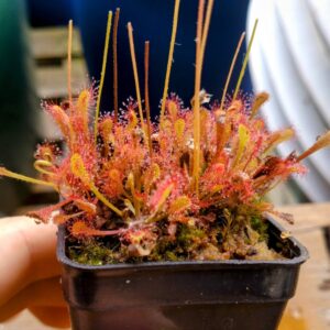 Drosera nidiformis