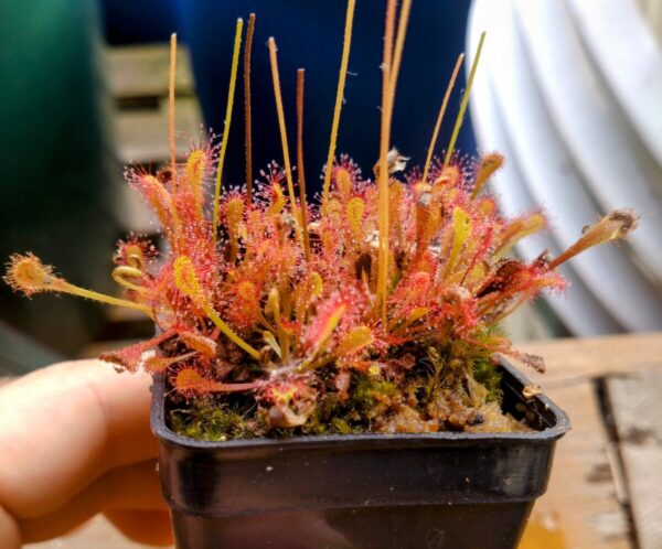 Drosera nidiformis