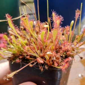 Drosera affinis