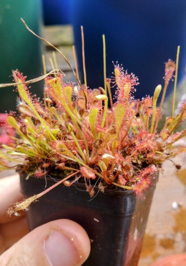 Drosera affinis